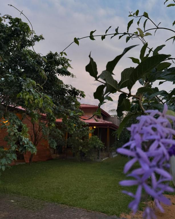 Zahrada ubytování Negombo 146 Homestay