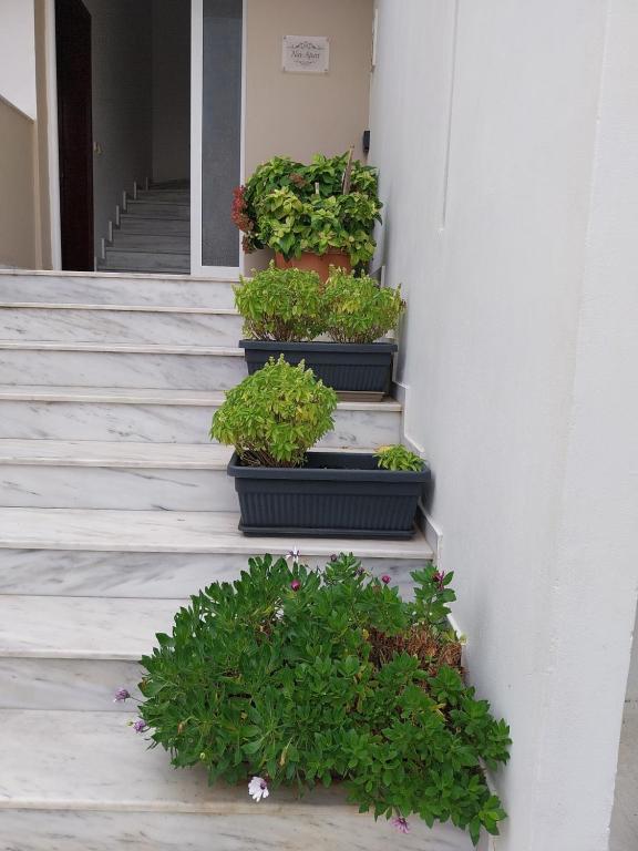 Zahrada ubytování Nav Apart, Salamina