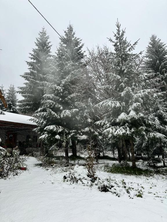 a group of trees covered in snow next to a house at Guest house Hyrmet Demushi in Valbonë