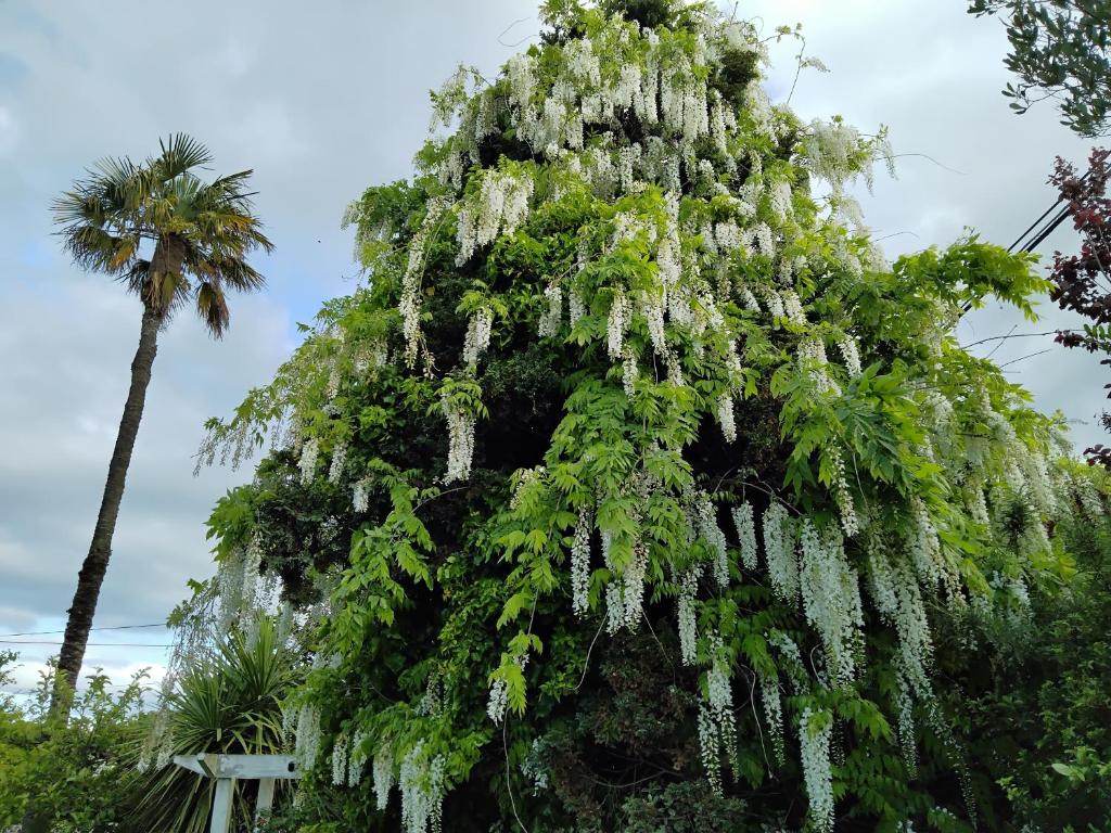 Guthrie Cottage - Resim 11