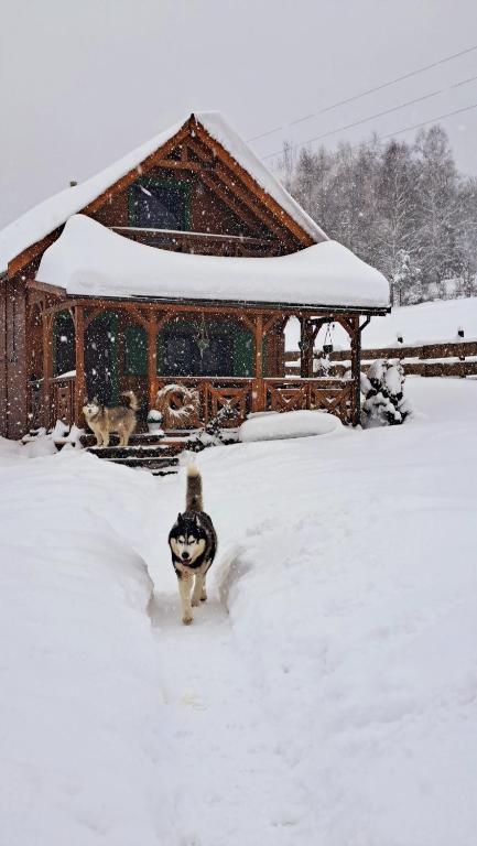 a bird standing in the snow in front of a house at Legowisko Bieszczady in Ropienka