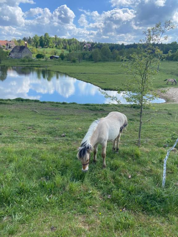 Zwierzęta w apartamencie lub w pobliżu