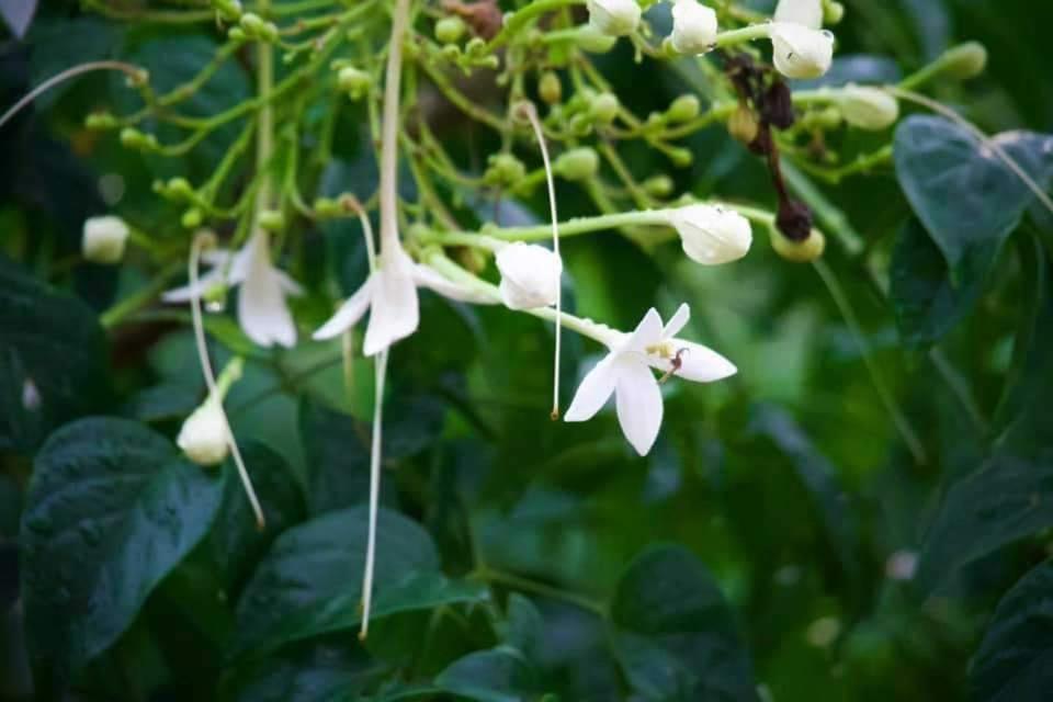 Jardí fora de Rai Phuchat