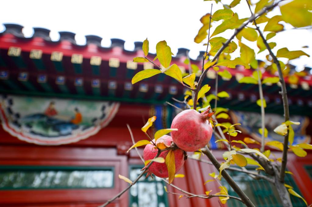 Fotografie z fotogalerie ubytování Cours Et Pavillons v Pekingu