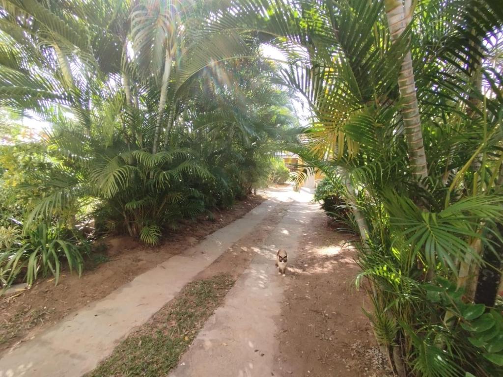 a dirt path through a jungle with palm trees at Zen Villas Praia à 700m 5Km Aeroporto Seu Refúgio perto de Salvador in Lauro de Freitas