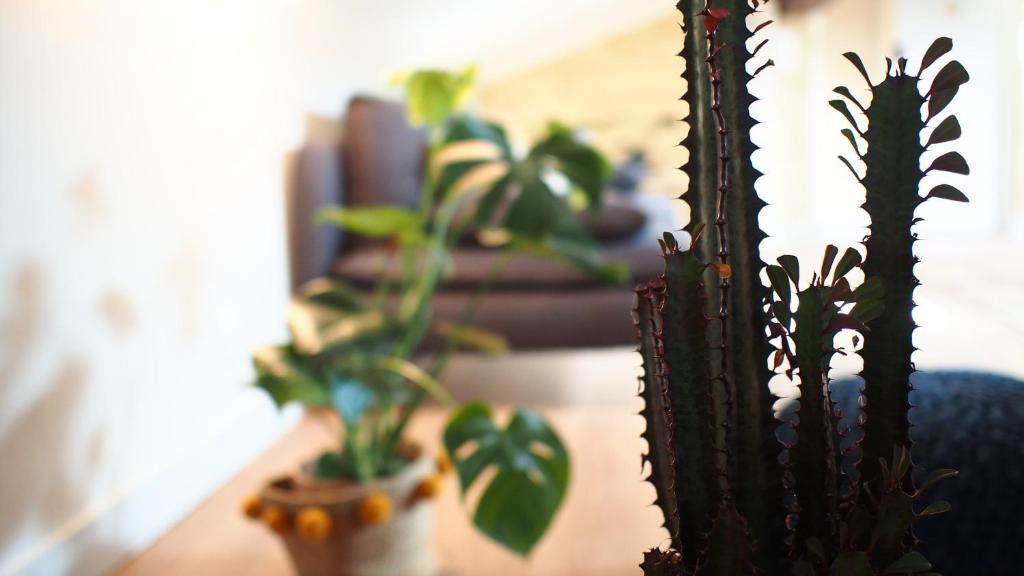 un groupe de plantes en pot assises sur une table dans l'établissement Maison Bouquiere Le Pigeonnier, à Bordeaux