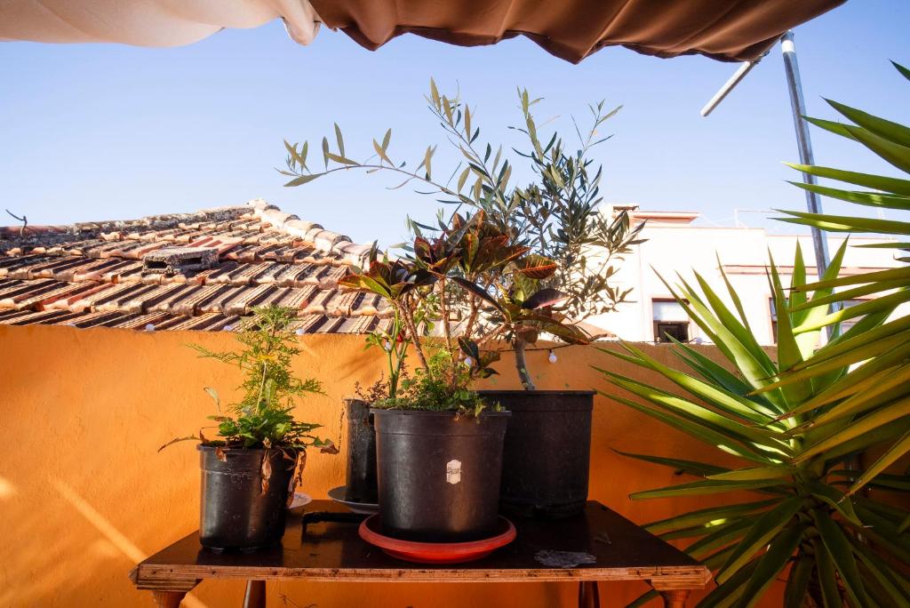 Fotografie z fotogalerie ubytování Hostel Tenerife v destinaci La Orotava
