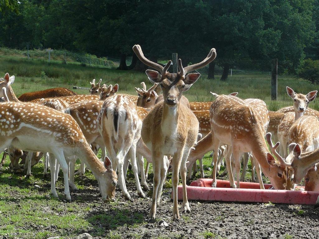 eine Herde Hirsch, die aus einem Wassertrog trinkt in der Unterkunft Château De Saint-Maixant in Saint-Maixant