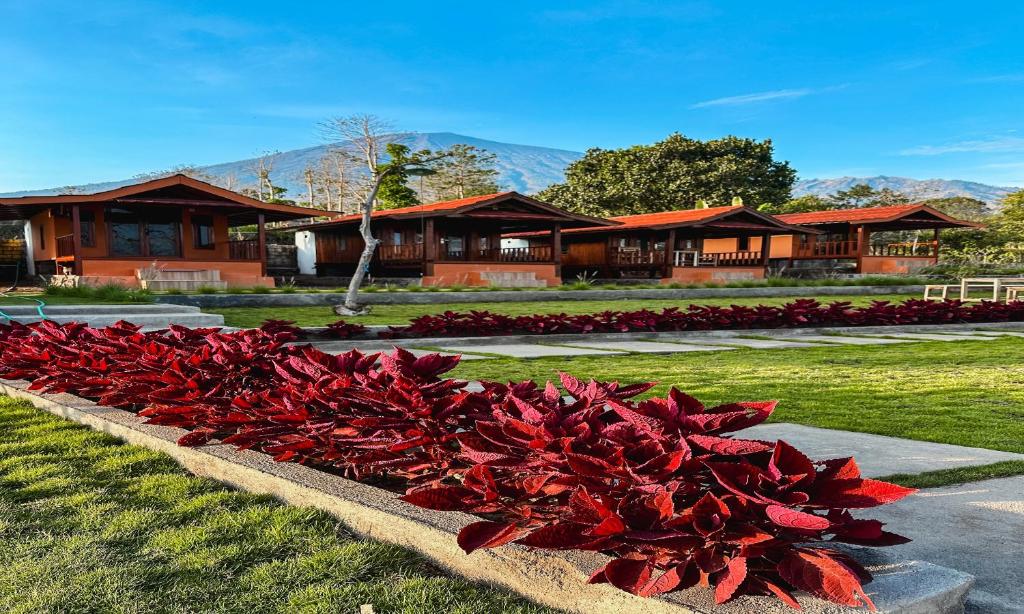 a group of red flowers in front of a building at SEROJA Villa and Camping Ground in Sajang