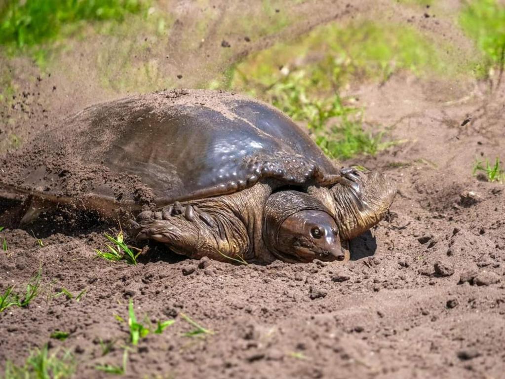 Altri animali domestici presso il campeggio di lusso o nei dintorni