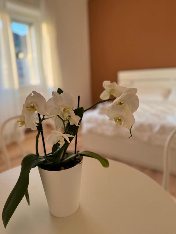 B&B Compare Felice - 17