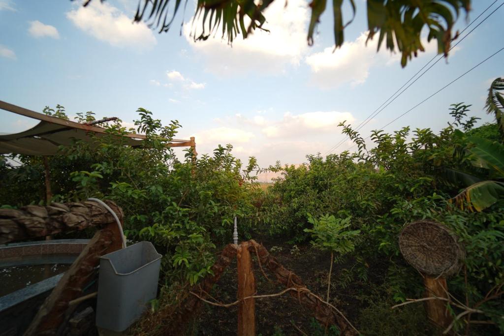 Bedouin Lodge Luxor - 6