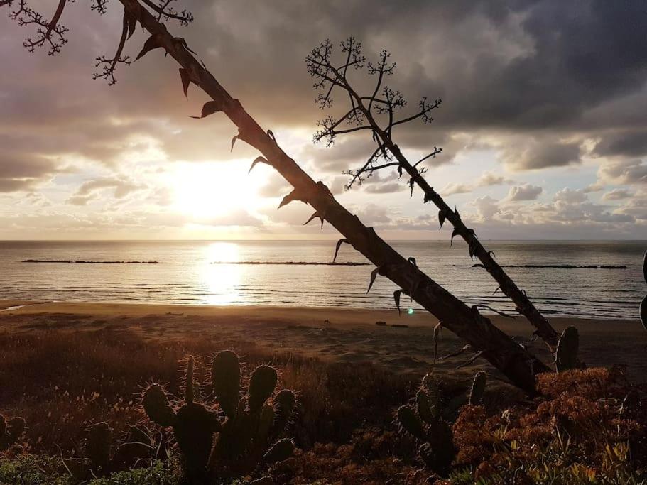 a sunset on the beach with a tree and a cactus at Domus Neroniana - Ingresso privato alla spiaggia. in Anzio