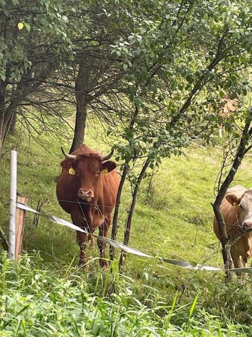 Altri animali domestici presso la casa vacanze o nei dintorni