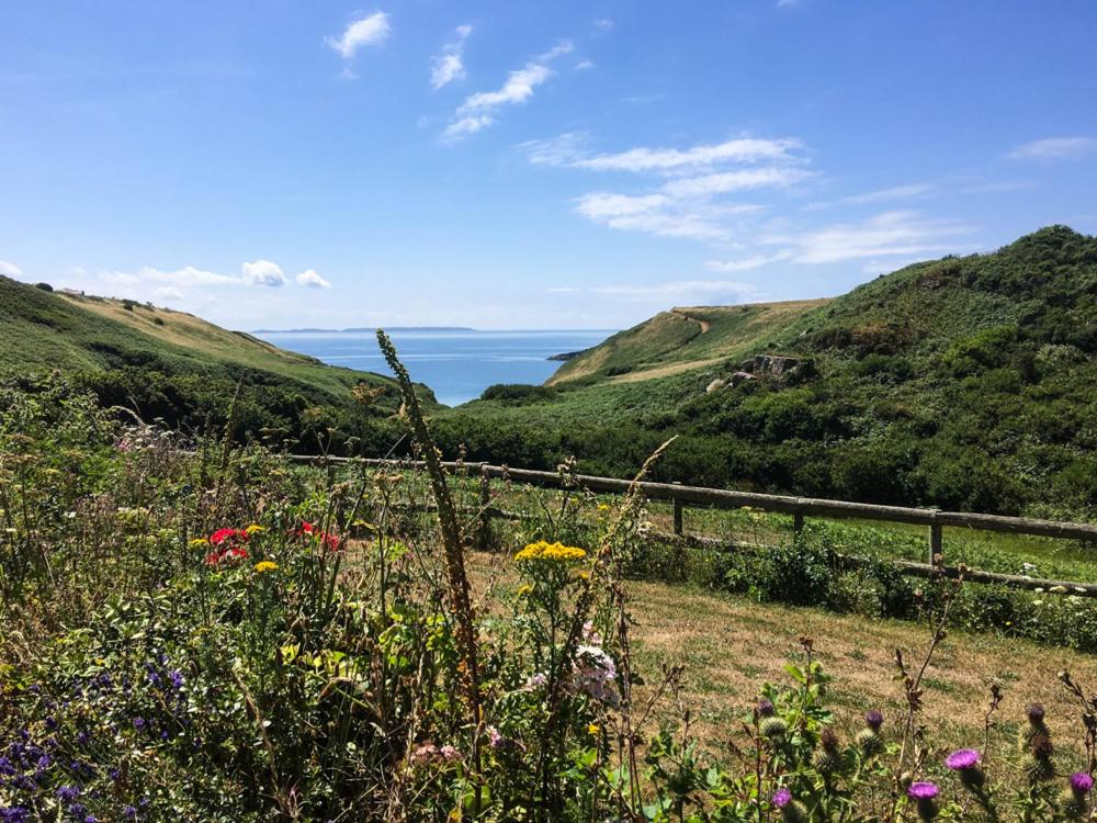 a field of flowers with the ocean in the background at Agos Y Mor in Haverfordwest