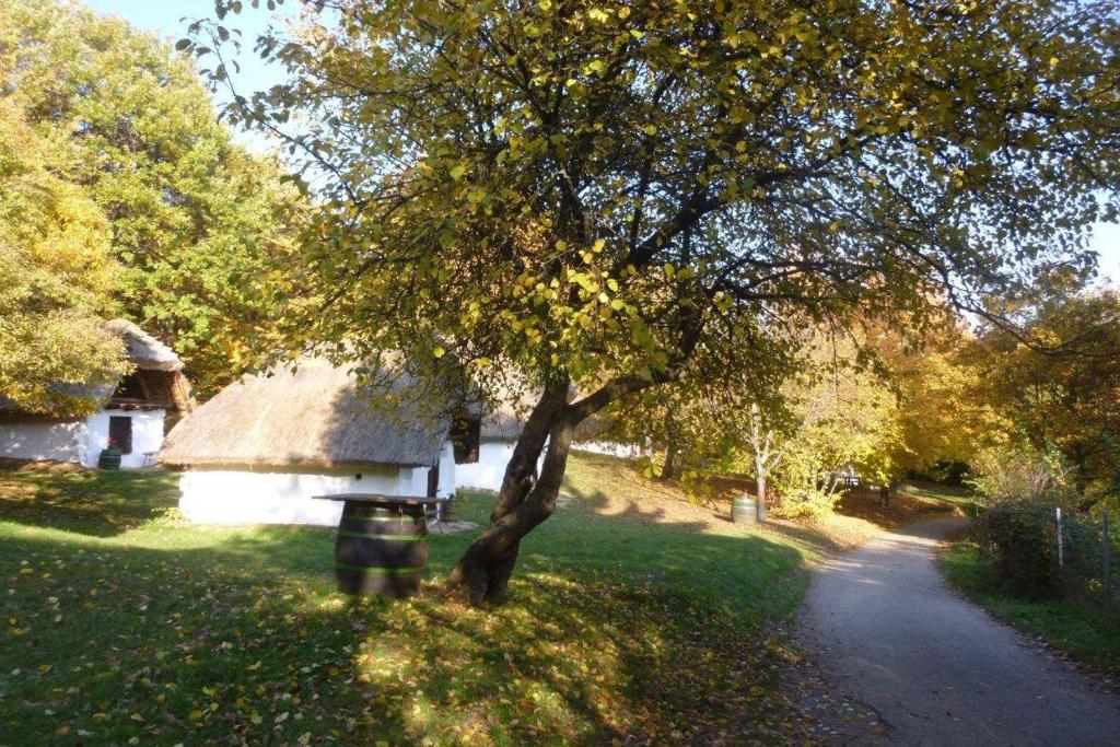 Ogród w obiekcie Vadszőlő Vendégház
