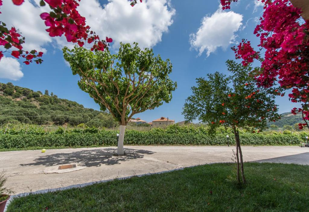 two trees on the side of a road at Pansion Porto Tsi Ostrias in Keri