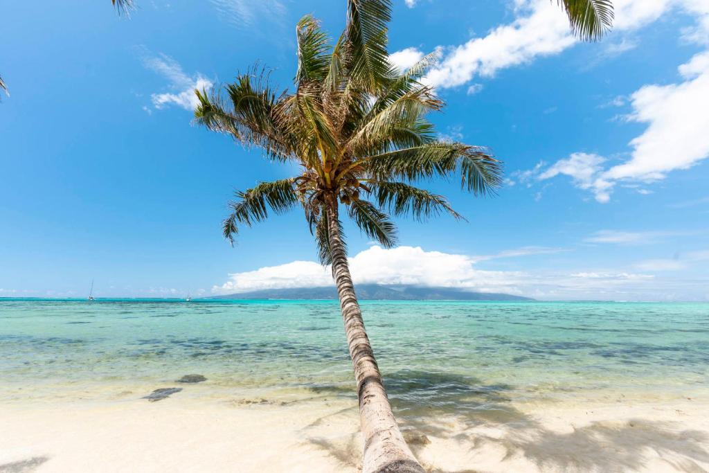 Fare Mehiata 2, free canoe, Afareaitu - photo 11 - Moorea, Polynésie