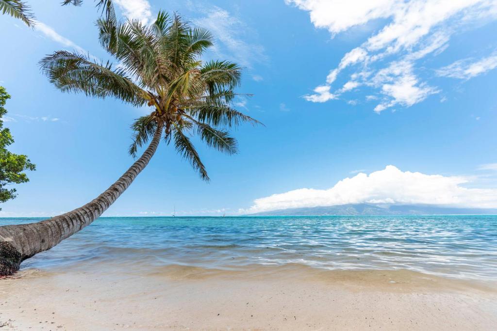 Fare Mehiata 2, free canoe, Afareaitu - photo 12 - Moorea, Polynésie