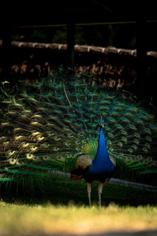 a peacock standing in the grass with its feathers out at Cape Byron Suite 5 Private Suite with Ensuite in Byron Bay