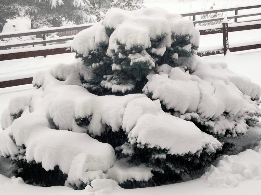 un pino cubierto de nieve frente a una valla en appartamento signorile con giardino, en Aosta