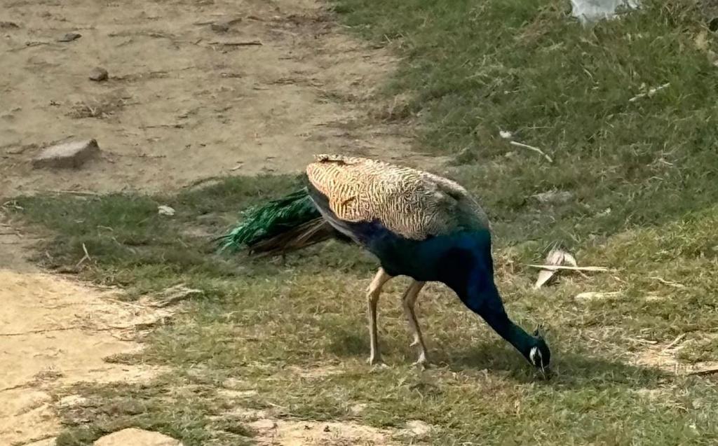 Zvířata v ubytování v soukromí nebo okolí