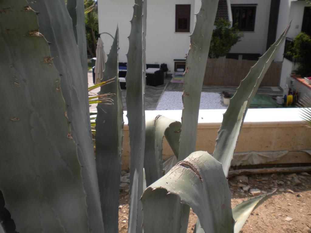 eine Schließung einer Kaktusanlage in einem Hof in der Unterkunft Casa Vacanze Domusangela in Matera