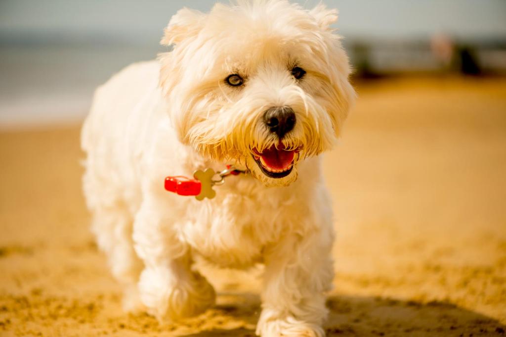 Marsham Court Hotel - Resim 21