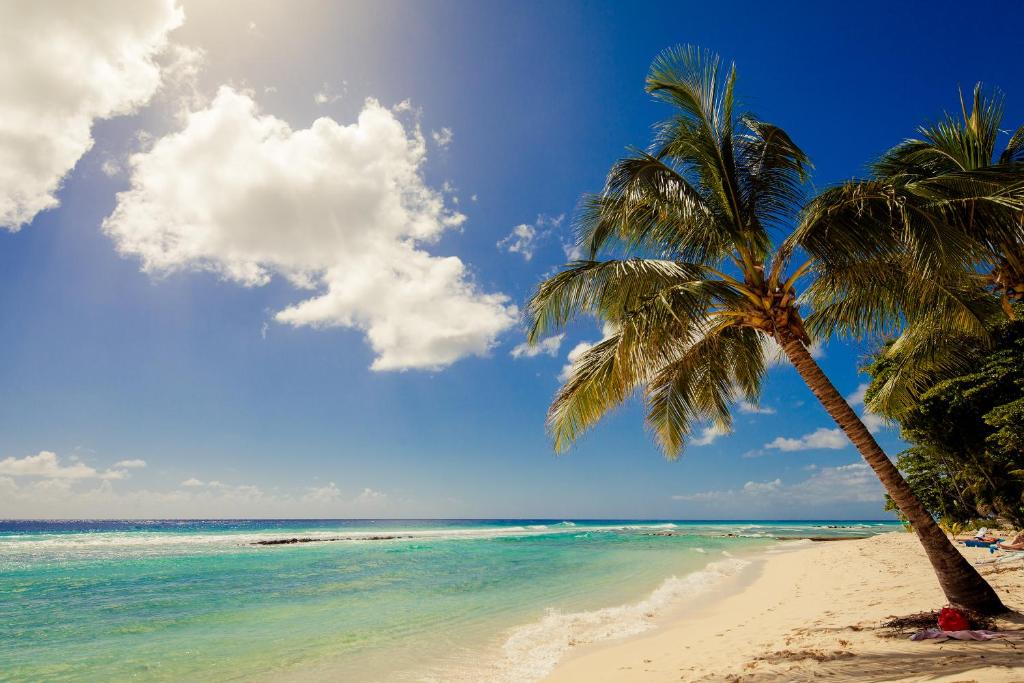 two palm trees on a beach with the ocean at Sugar Bay Barbados - All Inclusive in Bridgetown