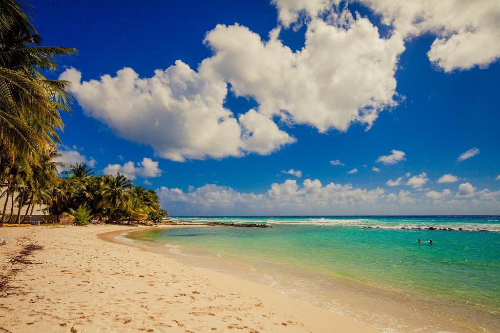 a beach with palm trees and the ocean at Sugar Bay Barbados - All Inclusive in Bridgetown