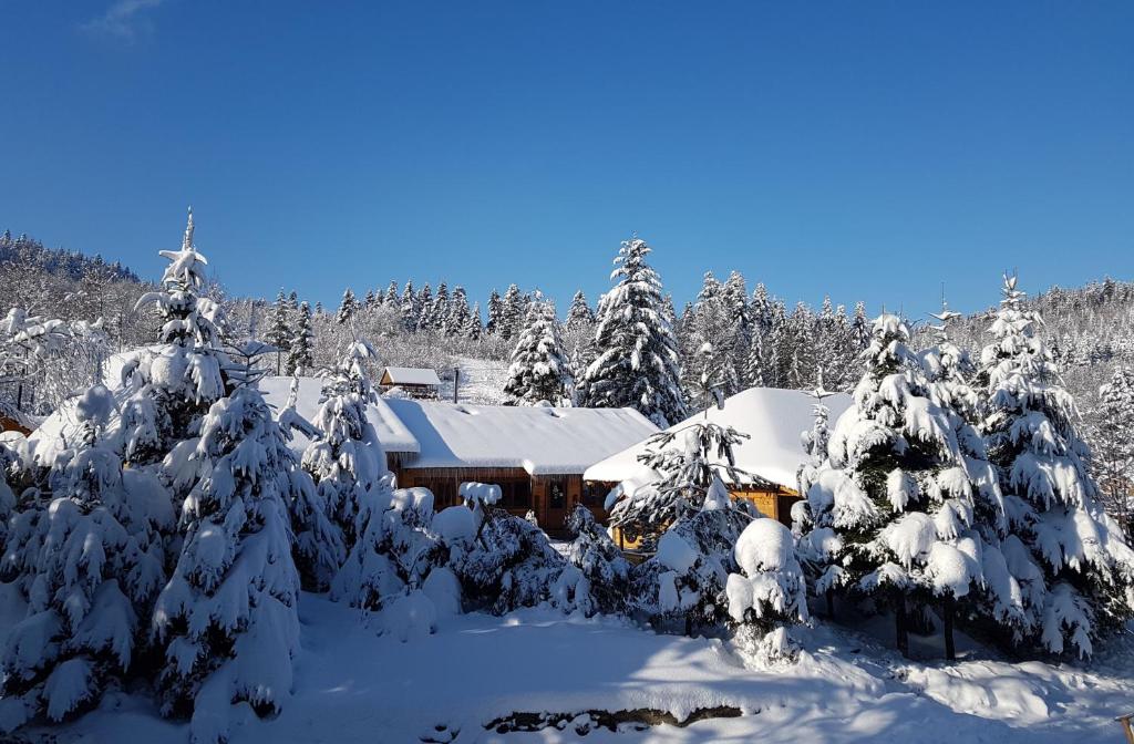 Відпочинково- оздоровчий комплекс ОПАКА з форельником في سكيدنيستا: كابينة في غابة ثلجية مع أشجار مغطاة بالثلج