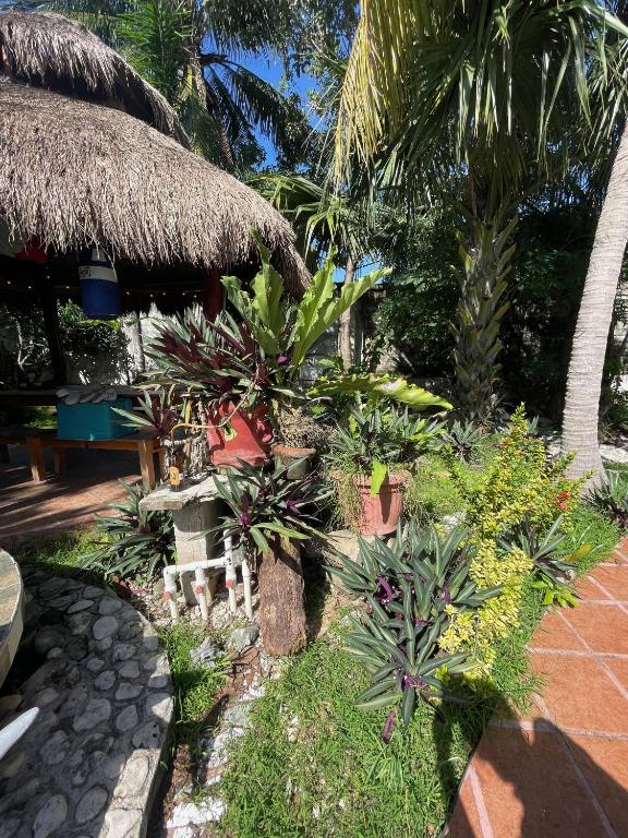 Zahrada ubytování Casamaya Hostel & Diving