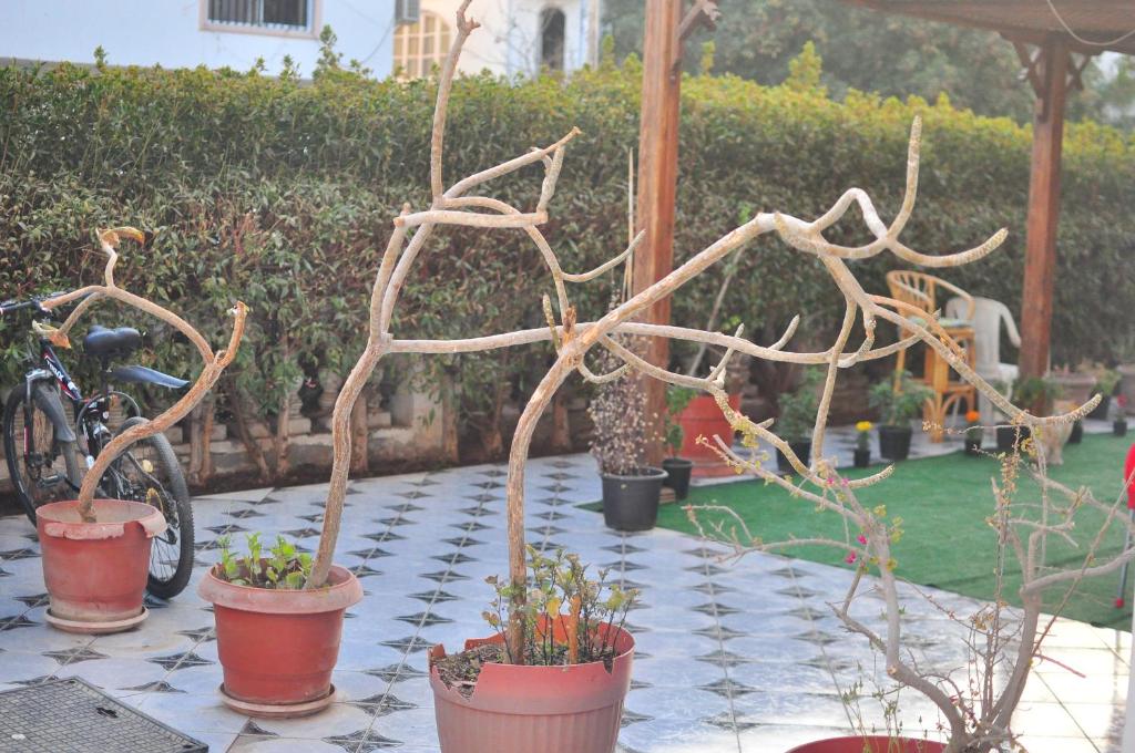 a table with several plants in pots on it at Backpackers in Sharm El Sheikh