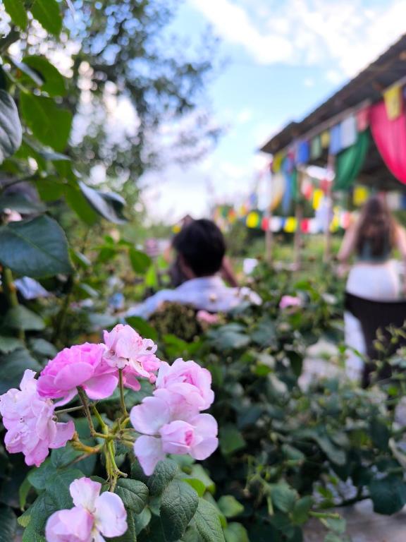 Zahrada ubytování Farm Hostel & Camps