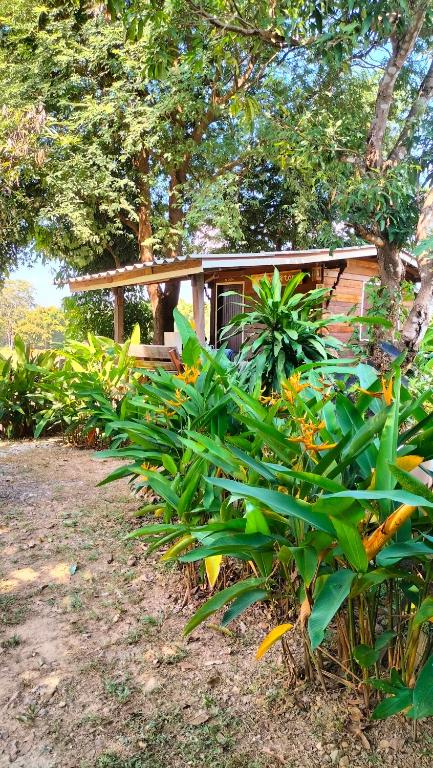 a house with a bunch of plants in front of it at Bunnum Homestay in Ban Mae Tap
