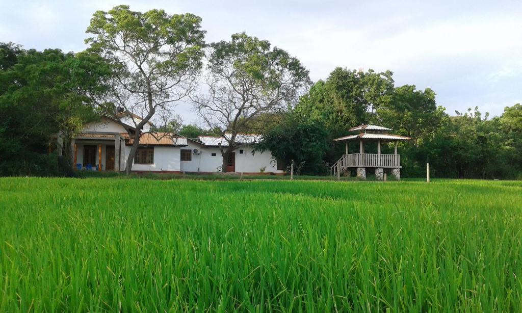 una casa en medio de un campo de arroz en Willpattu Wild Watch, en Habawewa