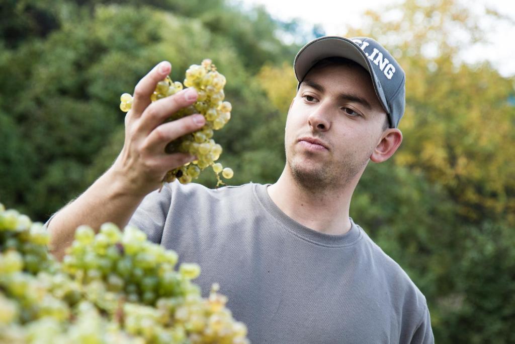 Hosté ubytování Weinberghof Ilkerl-Luf