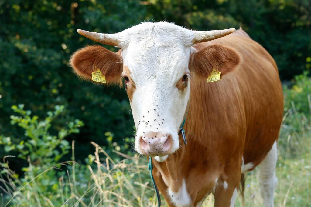 Zvířata v hotelu nebo okolí