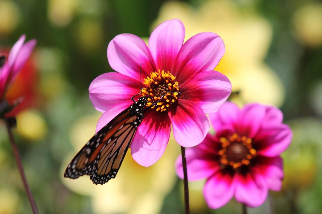 Jacks Place - Resim 12