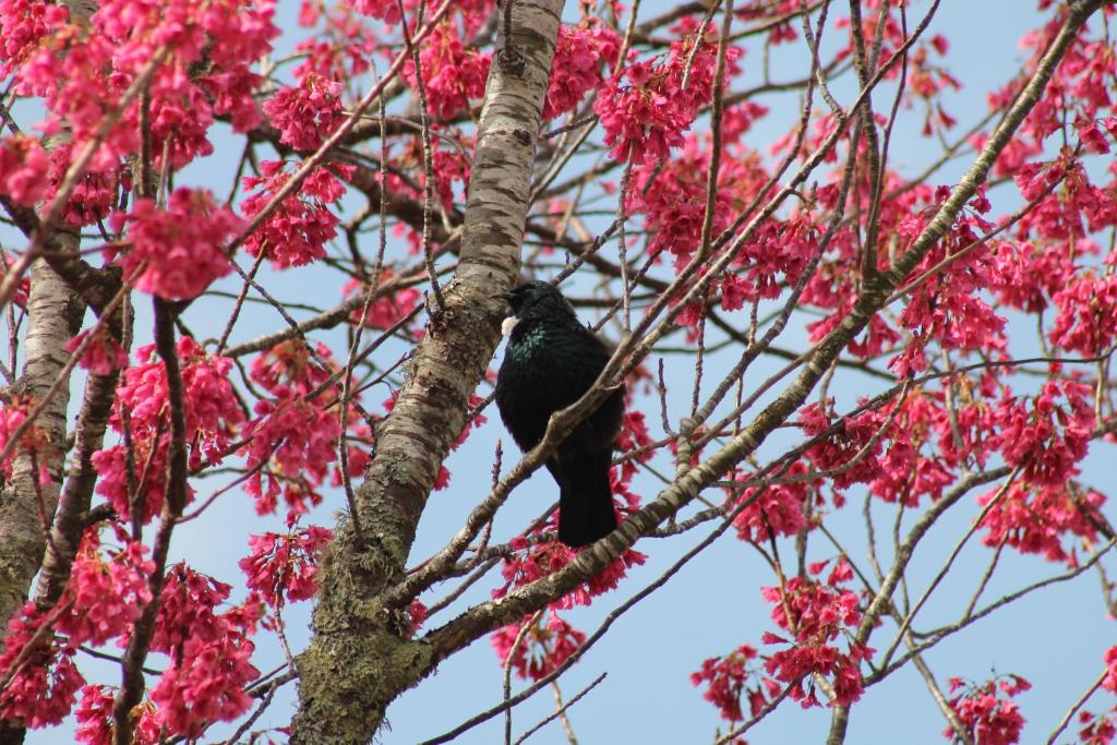 Jacks Place - Resim 18