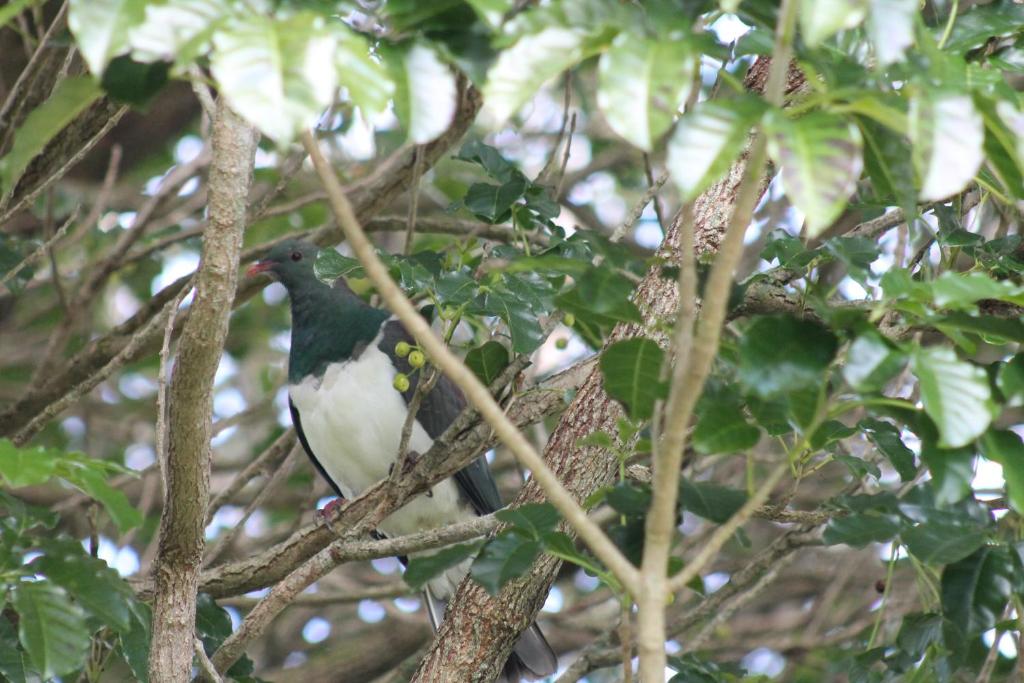 Jacks Place - Resim 21