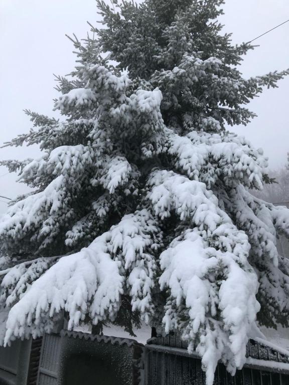 Bakonyi Mamutfenyő Vendégház during the winter
