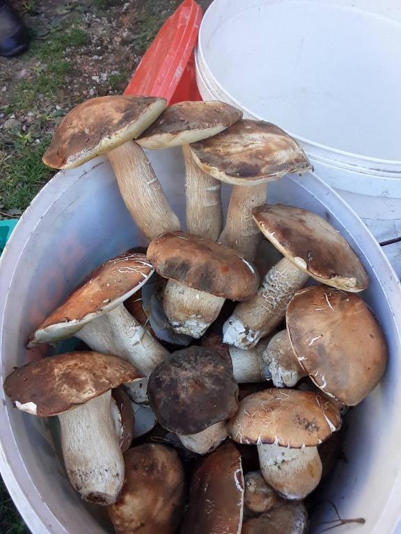 Gambar di galeri bagi Seosko domacinstvo Nedic di Valjevo