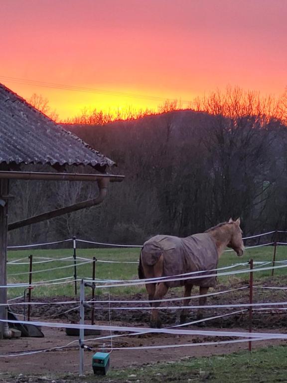 Animale la sau în apropiere de acest apartament
