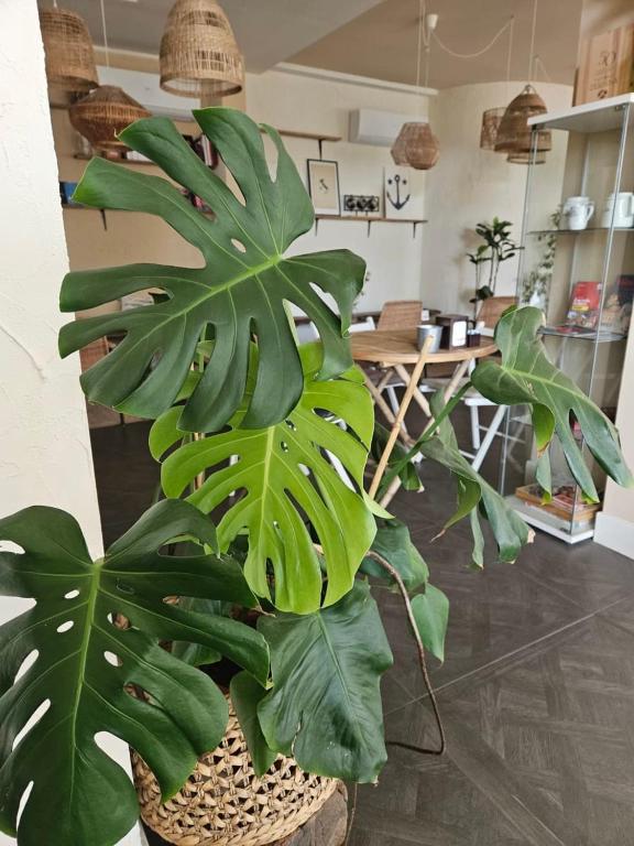 Kuchyň nebo kuchyňský kout v ubytování Alba Hotel