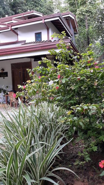 Zahrada ubytování Jithu homestay Mirissa