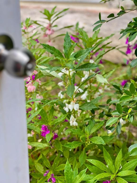 The Canopy Krabi - Resim 41