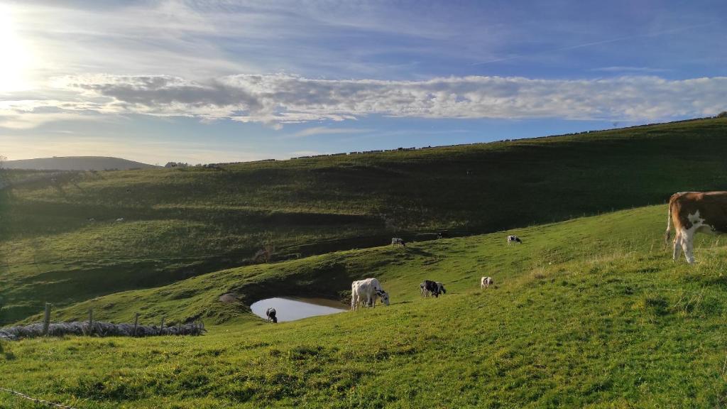 a group of cows grazing on a grassy hill at Malga Laben Apartments in Velo Veronese