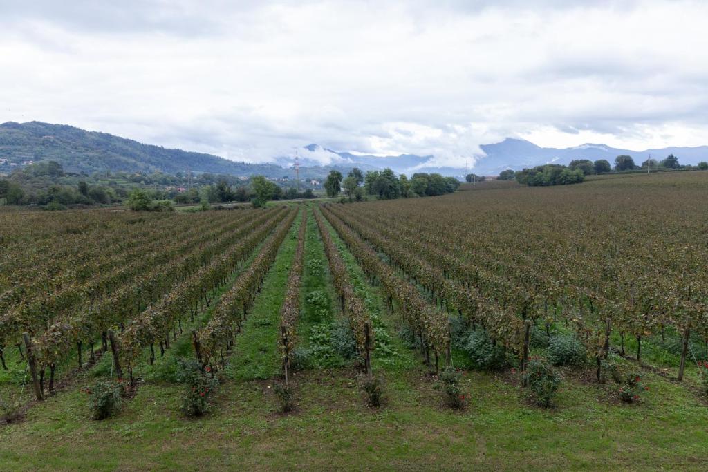 AGRITURISMO RIPA DEL BOSCO - Standard Einzelzimmer Mit Bergblick