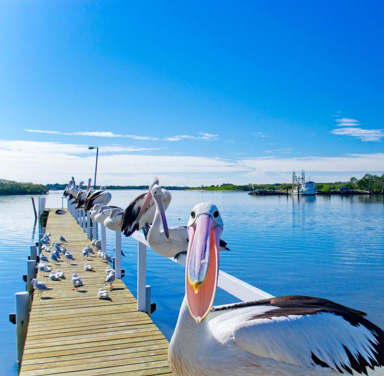 une rangée de pélicans sur un quai sur l'eau dans l'établissement Moby Dick Waterfront Resort Motel, à Yamba